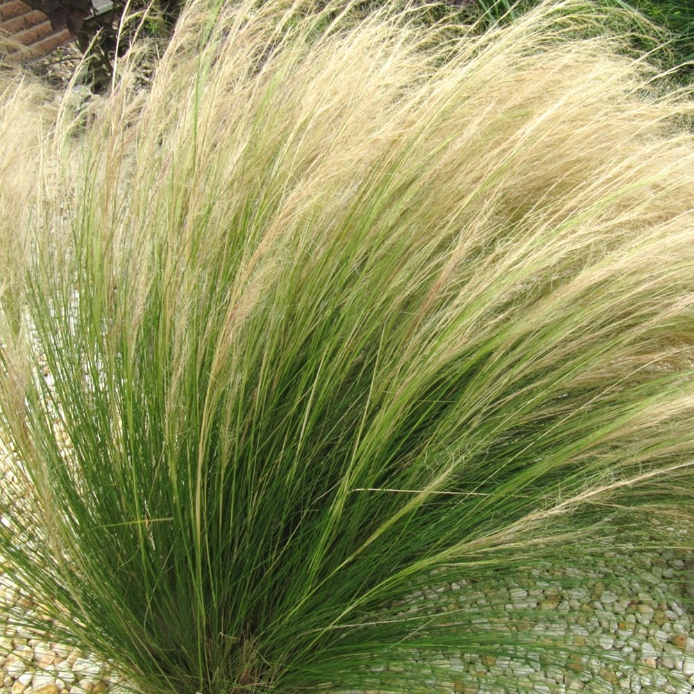 Stipa tennuifolia
